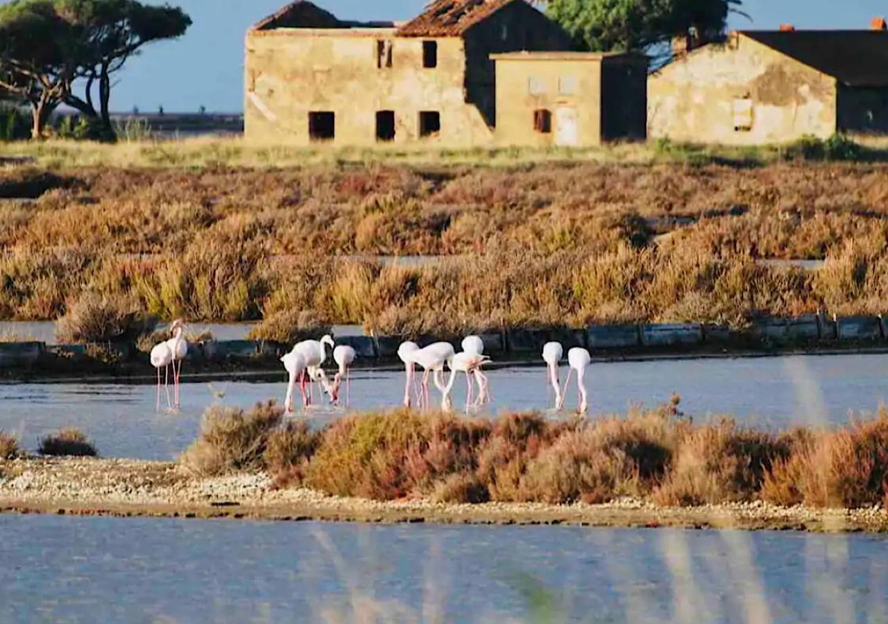 Apartment Les Flamants Roses La Capte Clim 4pers 100m *
