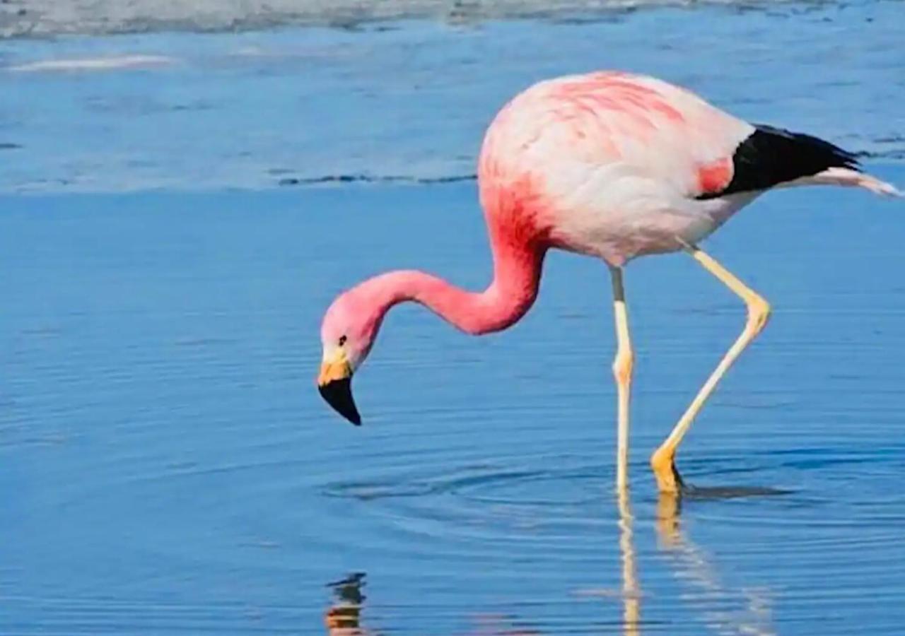 Les Flamants Roses La Capte Clim 4pers 100m Apartment